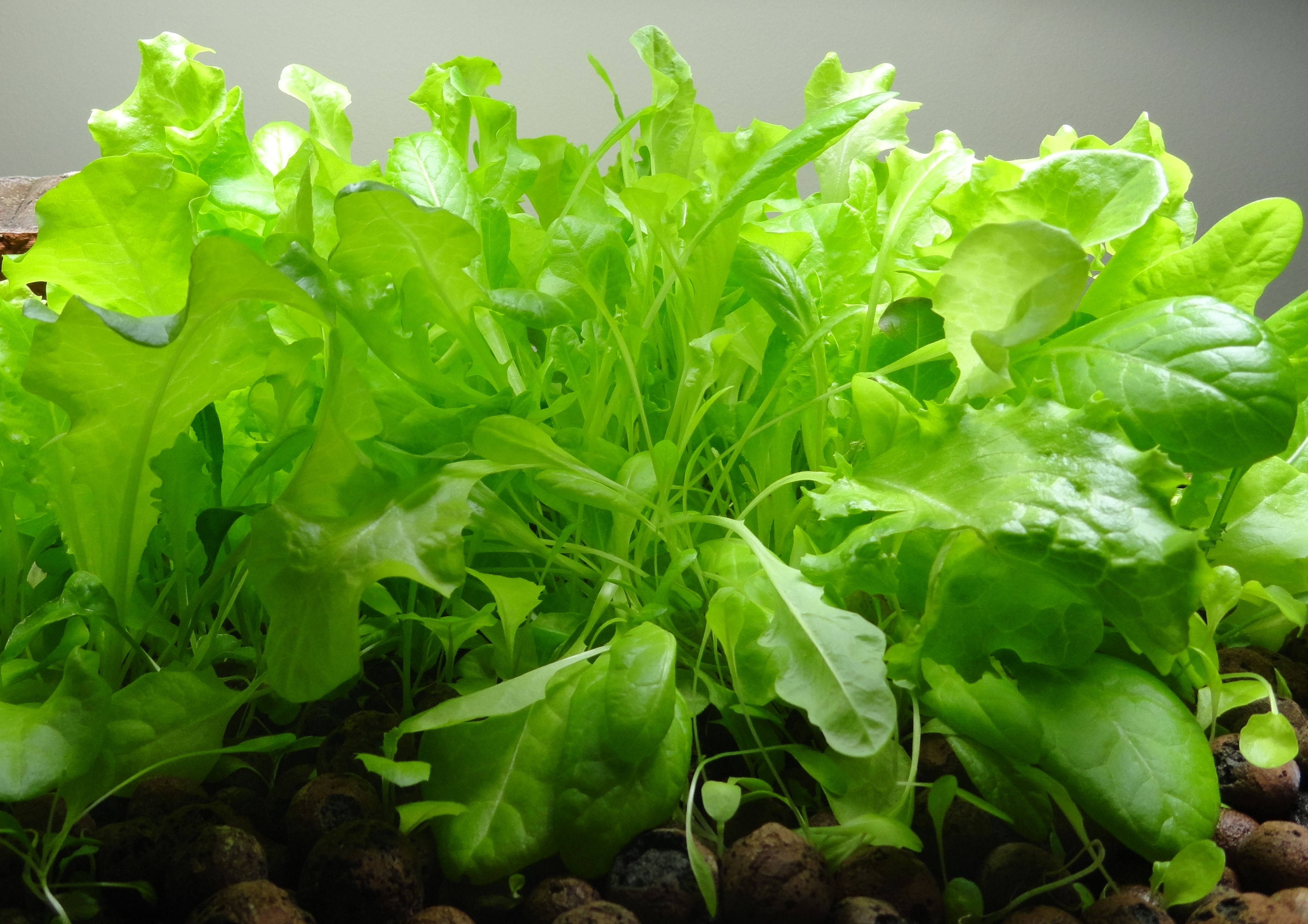 Build an Aquaponics Farm with your Fish Tank!