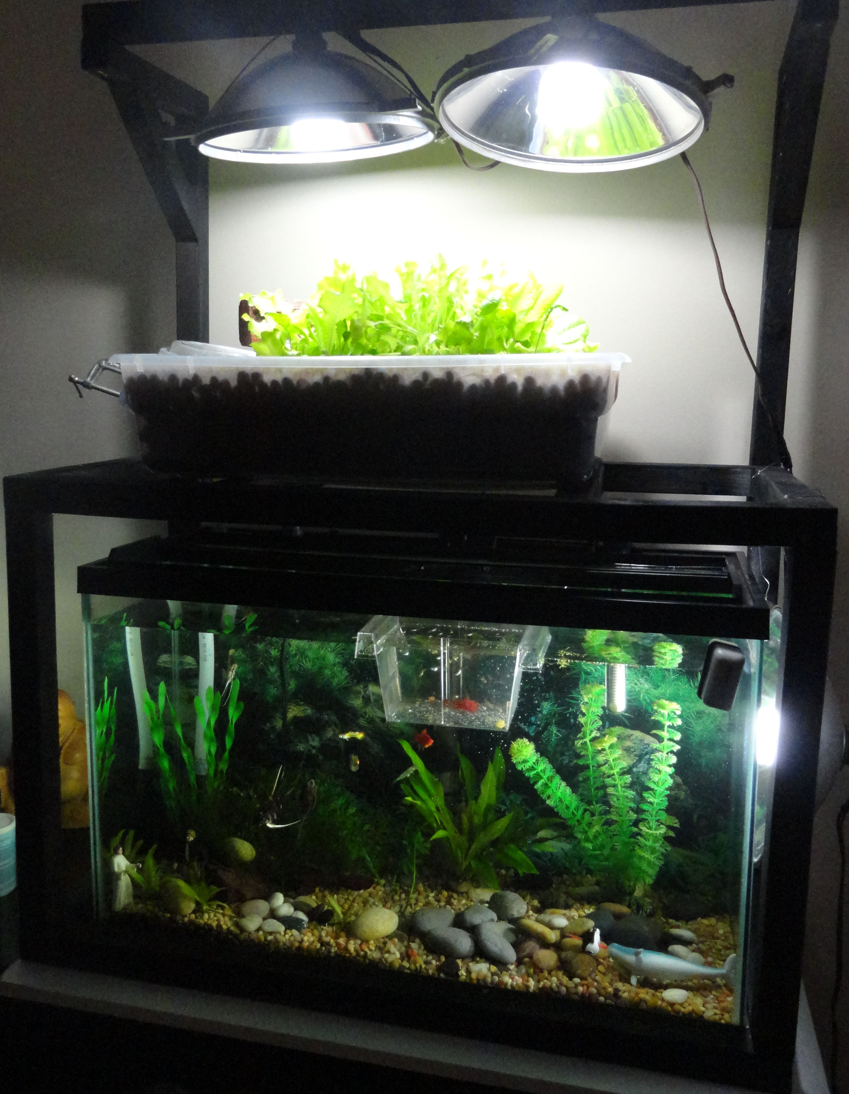 Build an Aquaponics Farm with your Fish Tank!