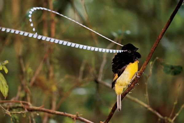 Birds_of_Paradise_Pressroom-599x400