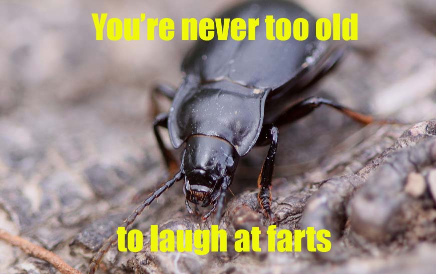 Freak of Nature Thursdays Farting Bombardier Beetles