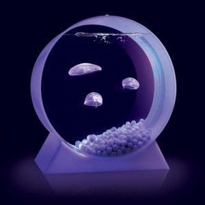 Green living Desktop jelly fish green living jelly fish tank