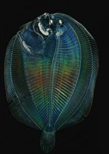 green living Fish green living flounder