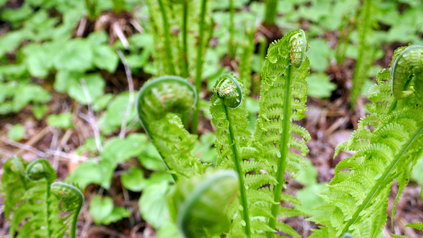 Watch How to Cook Fiddleheads video Watch How to Cook Fiddleheads video