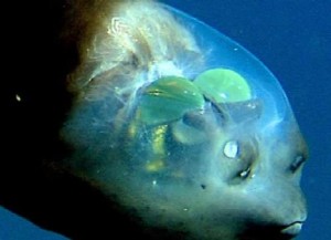 Green living barreleye green living barreleye