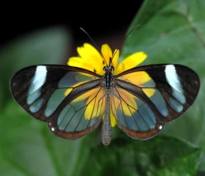 Green living butterfly Green living