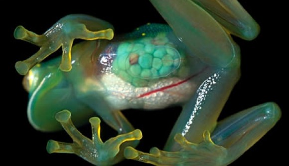 Green living frog Green living