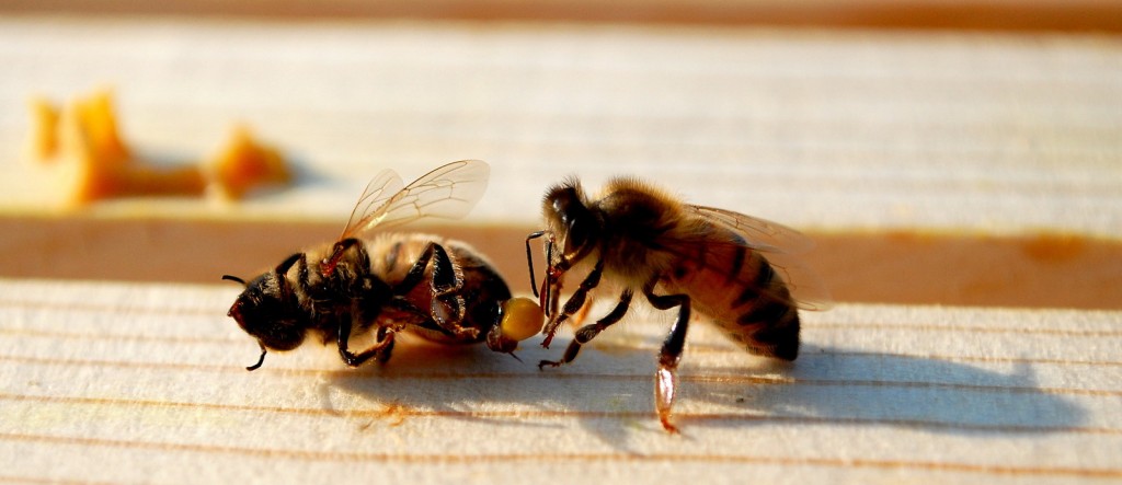 Green living: Honey Bee Deaths