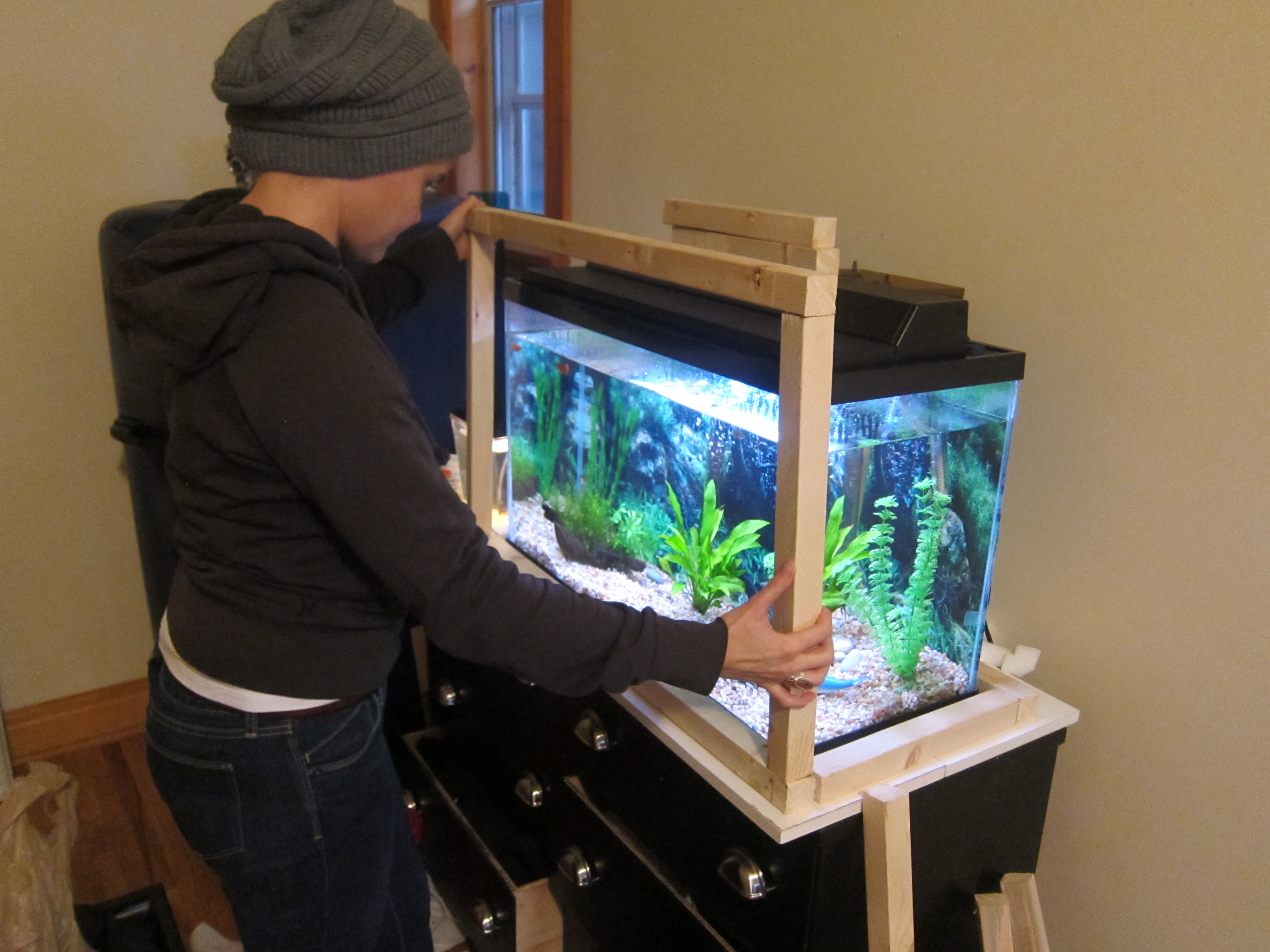 Build an Aquaponics Farm with your Fish Tank!