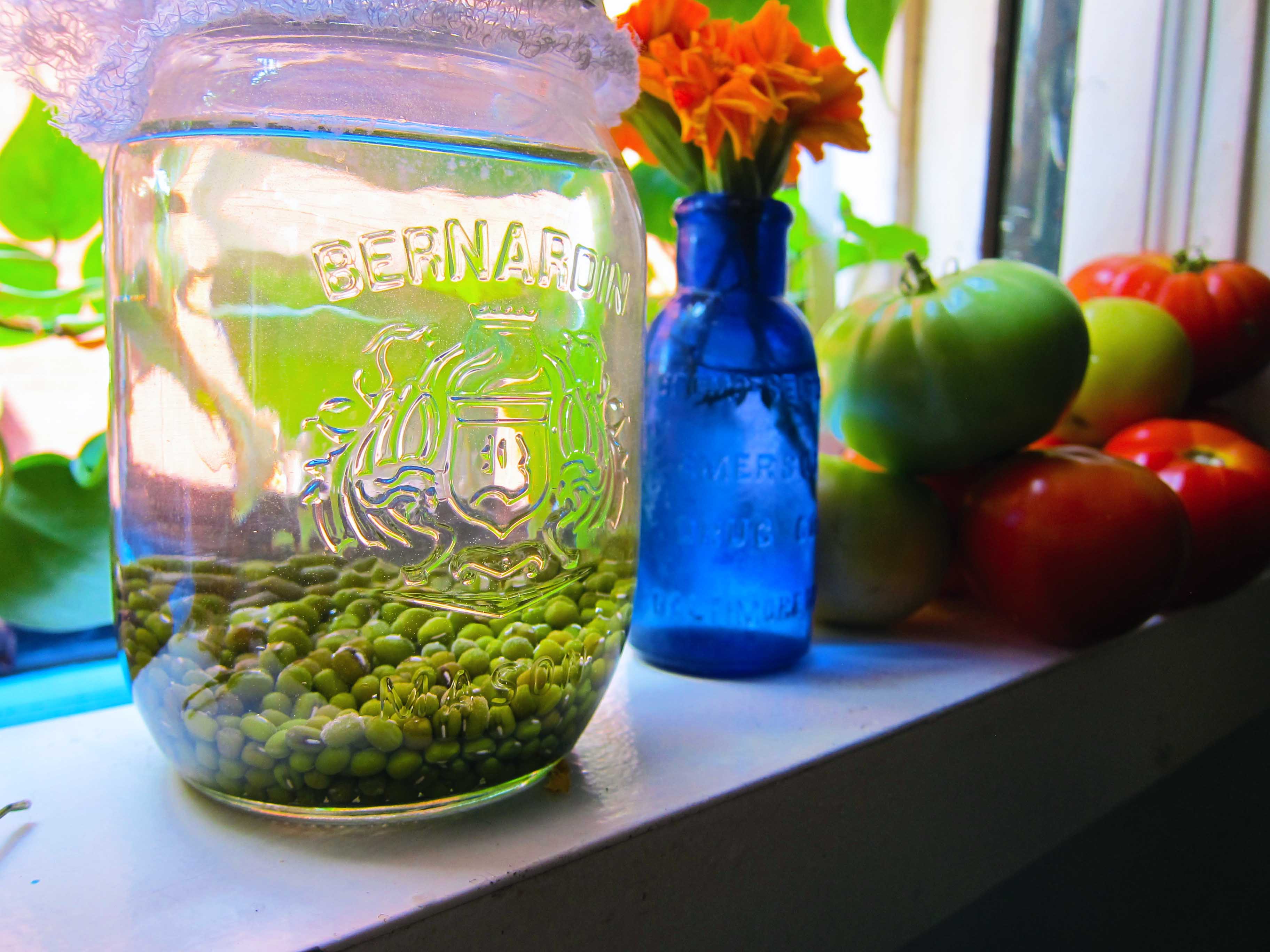 DIY Sprouting Lentils in a Mason Jar