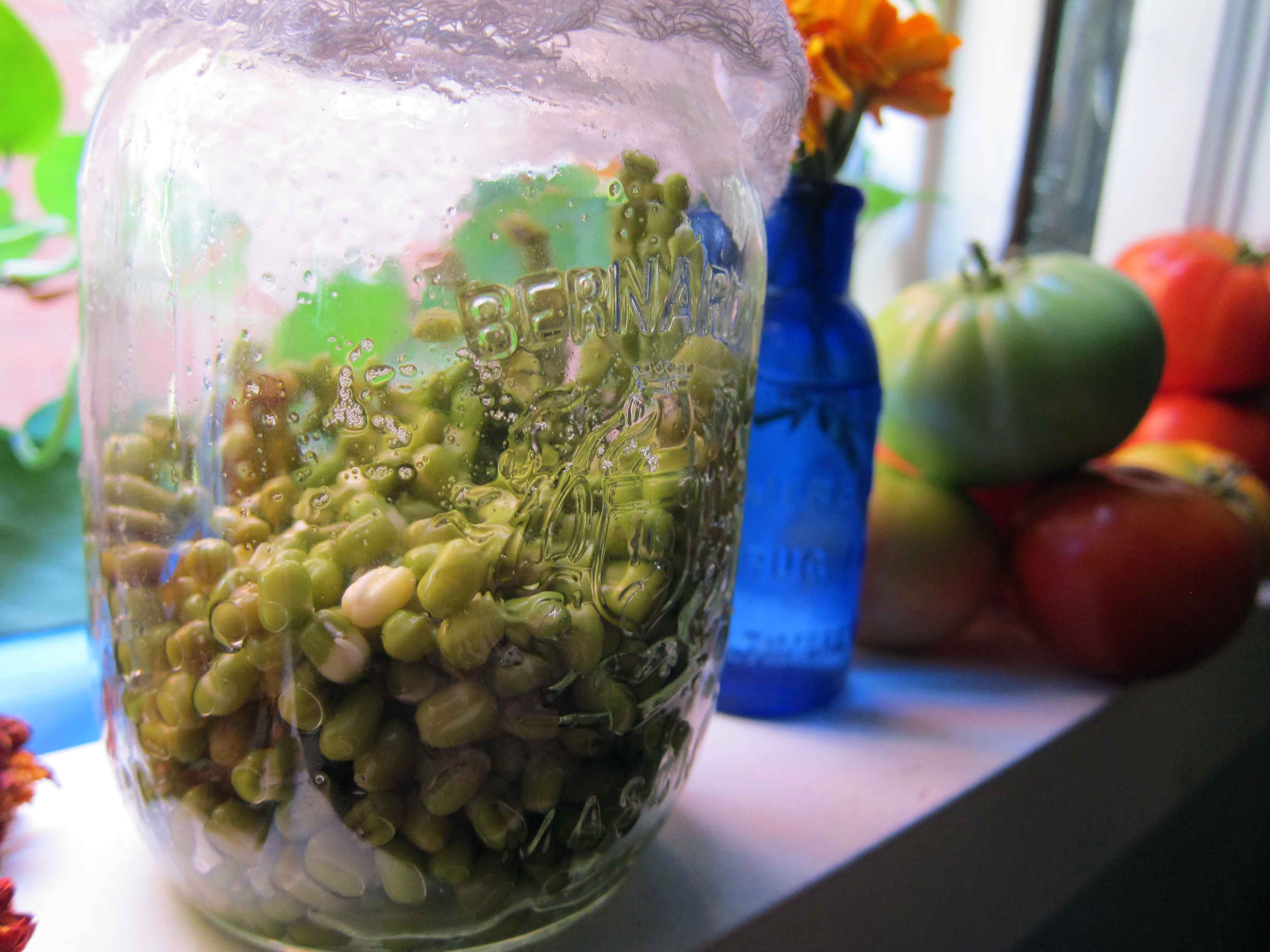 DIY Sprouting Lentils in a Mason Jar