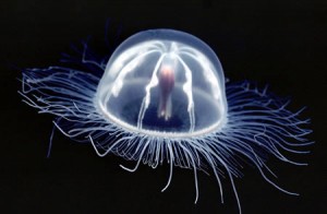 Green living jelly fish