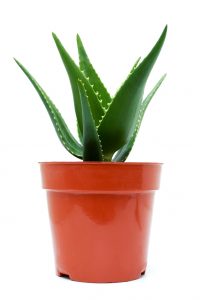 Aloe vera in flower pot isolated on white background