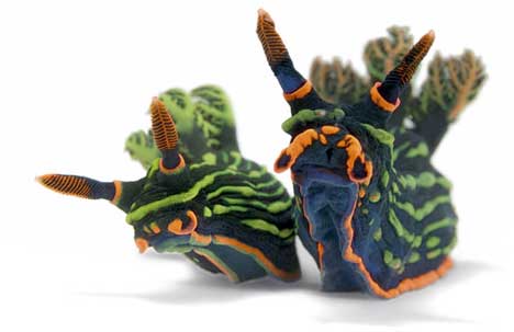 Freaks of Nature Thursdays: Sea Slugs
