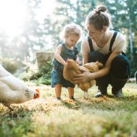 Beginners guide to chickens