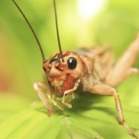 Macro of a cricket