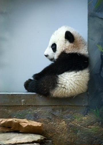 got the mondays here s some cute pandas on a slide
