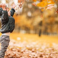 leave the leaves