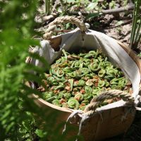how to cook fiddlhead ferns