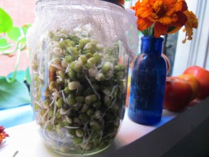 green home sprouting lentils
