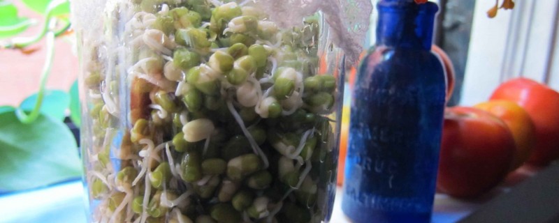 green home sprouting lentils