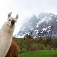 Alpaca ruining good shoot of cloudy mountains
