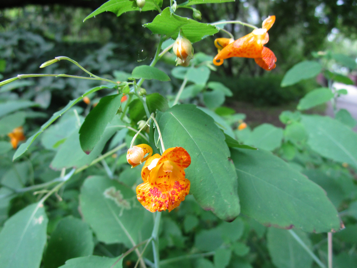 Cure poison ivy