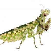 Female Banded Flower Mantis or Asian Boxer Mantis, Theopropus elegans, in front of white background.
