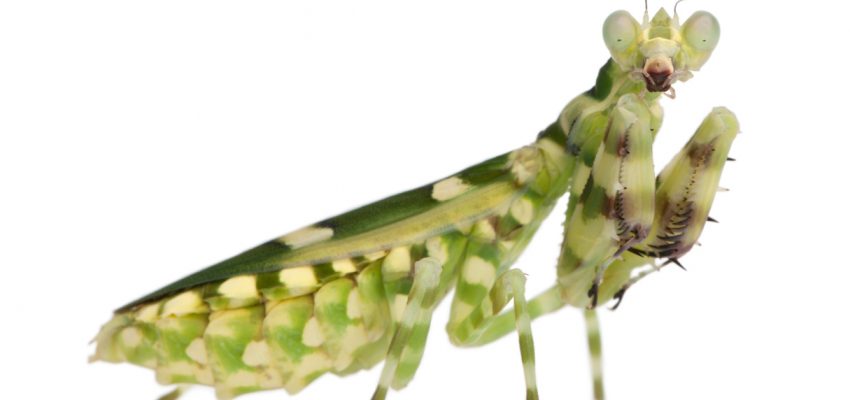 Reasons Why Praying Mantises Are Awesome