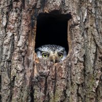 Protecting owls