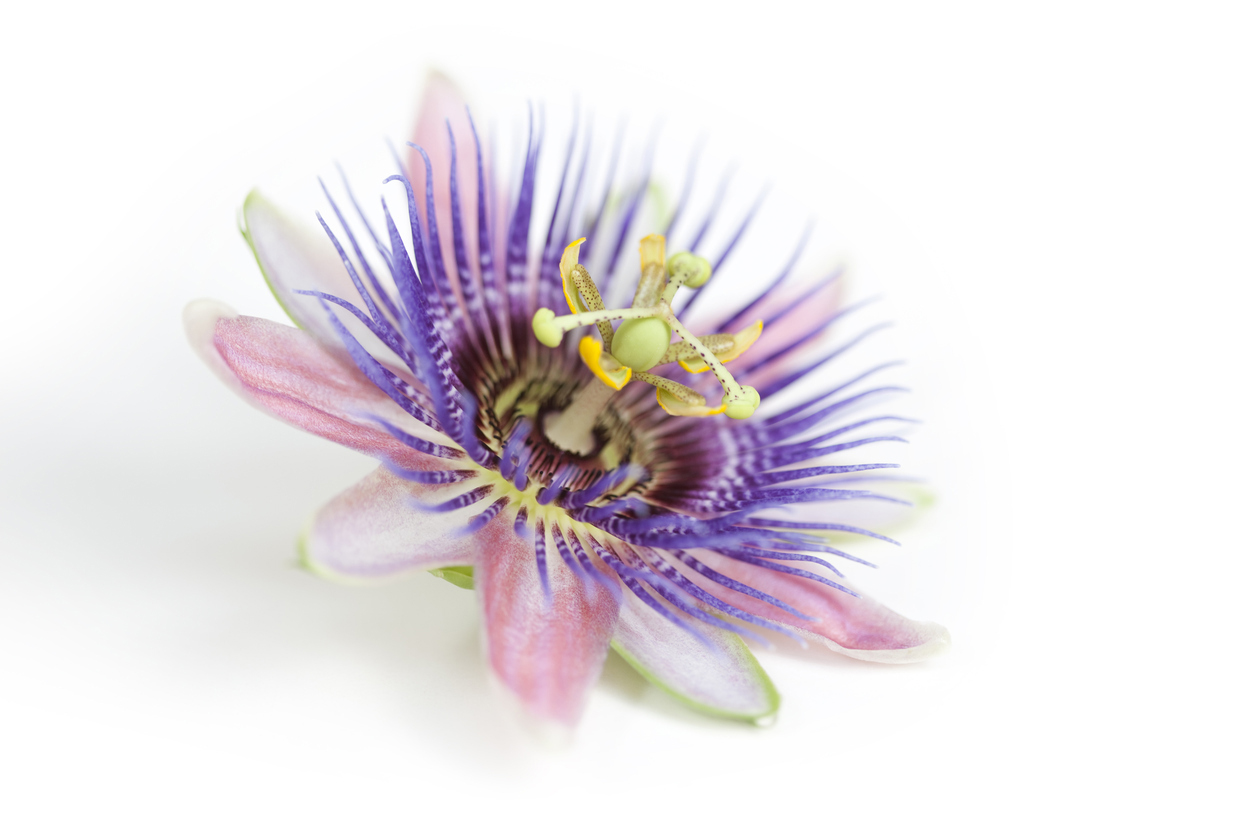 passion flower for stress and anxiety