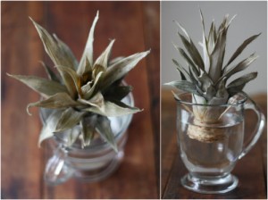 grow your own pineapples