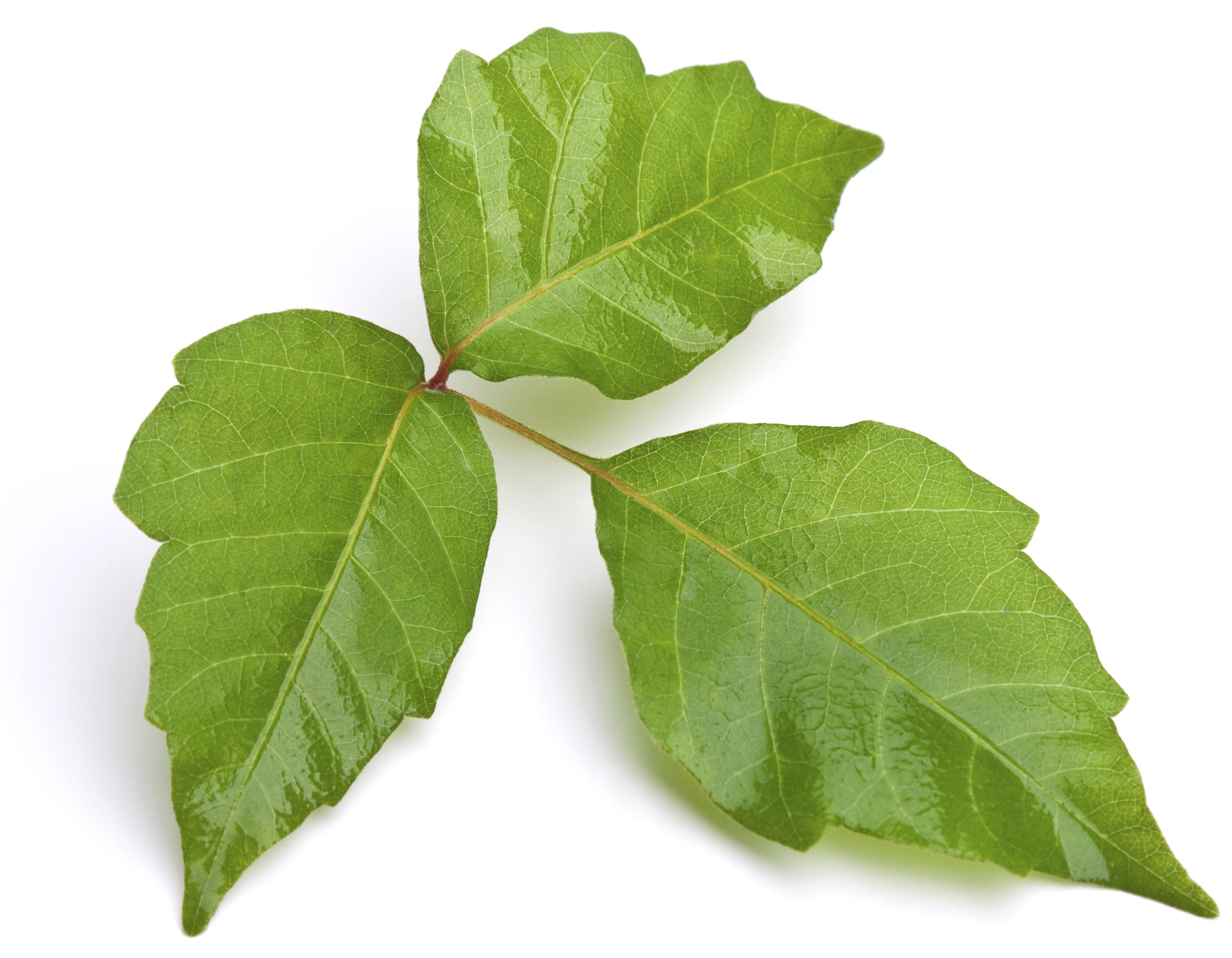 poisonous-plants-that-cause-burns-and-blindness-greenmoxie