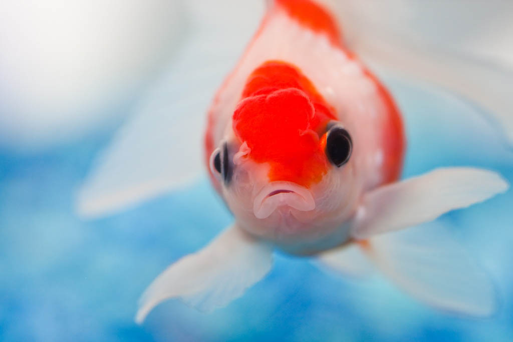 Your Happy Pills are making Fish Sad Greenmoxie™
