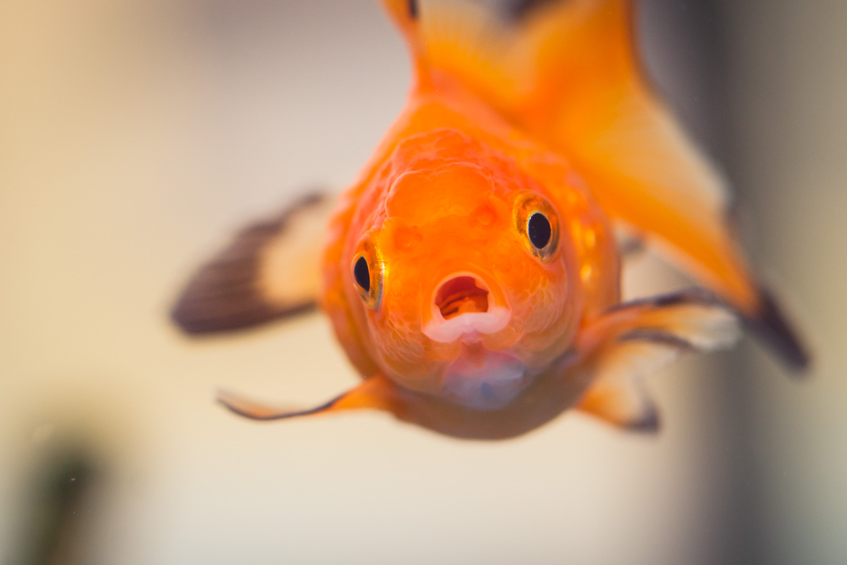 Sad fish 1