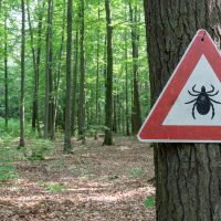DIY natural repellents