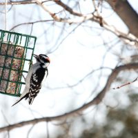 Downy Wood Pecker
