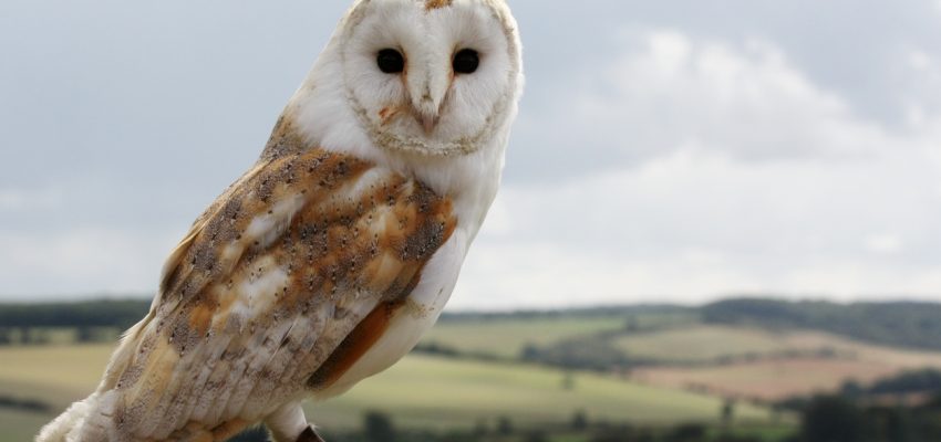 Free Barn Owl Box Plan