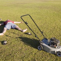 lawn alternatives
