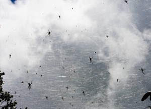 Rain of Spiders Argentina Rain of Spiders Argentina